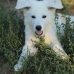 Bluee-male-wss-puppy-for-sale- (2)