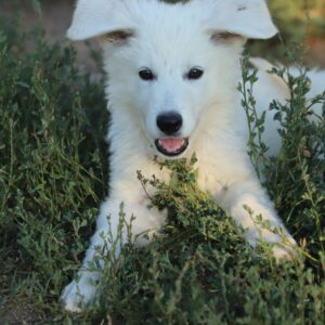 Bluee White Swiss Shepherd Bluee White Swiss Shepherd