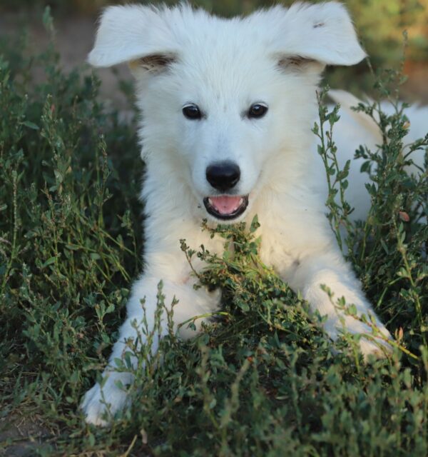 Bluee White Swiss Shepherd Bluee White Swiss Shepherd