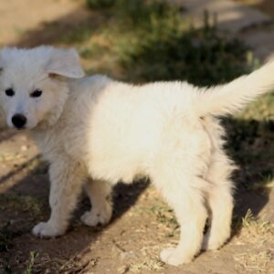 Bluee White Swiss Shepherd Bluee White Swiss Shepherd