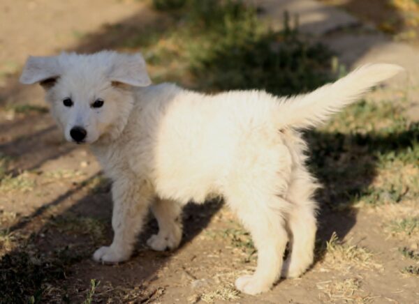 Bluee White Swiss Shepherd Bluee White Swiss Shepherd