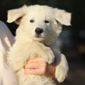 Bluee White Swiss Shepherd Bluee White Swiss Shepherd