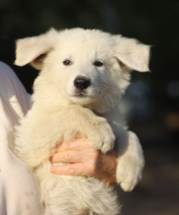 Bluee White Swiss Shepherd Bluee White Swiss Shepherd