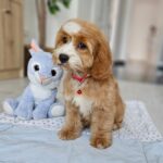 Bojana-female-cavapoo-puppy-for-sale- (1)