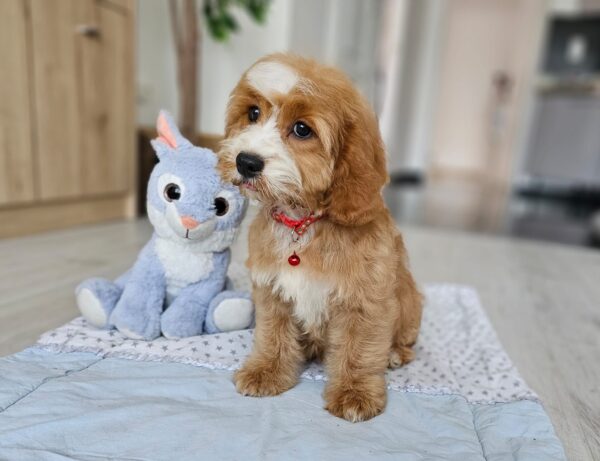 Bojana Cavapoo Bojana Cavapoo