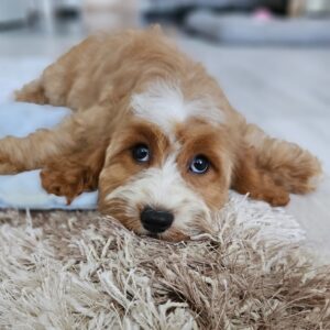 Bojana Cavapoo Bojana Cavapoo