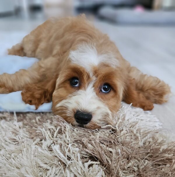 Bojana Cavapoo Bojana Cavapoo