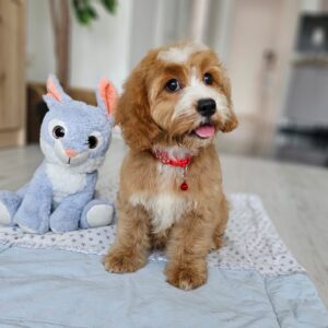 Bojana Cavapoo Bojana Cavapoo