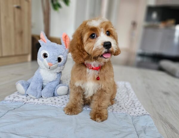 Bojana Cavapoo Bojana Cavapoo