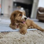 Bojana-female-cavapoo-puppy-for-sale- (4)