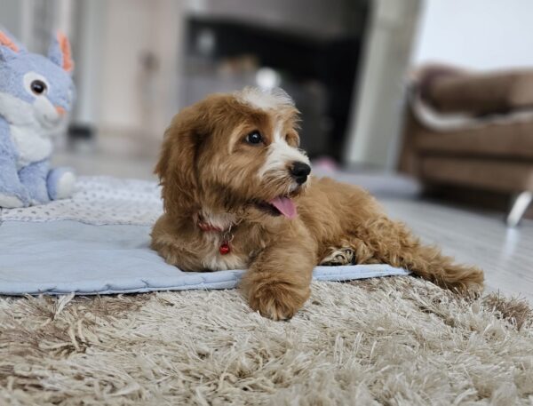 Bojana Cavapoo Bojana Cavapoo