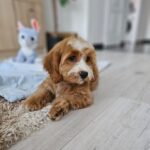 Bojana-female-cavapoo-puppy-for-sale- (5)