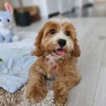 Bojana-female-cavapoo-puppy-for-sale- (6)