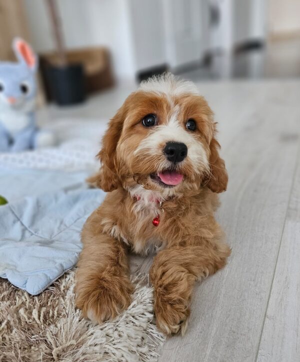 Bojana Cavapoo Bojana Cavapoo