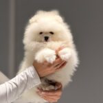 Boss-male-pomeranian-puppy-for-sale-1 (1)