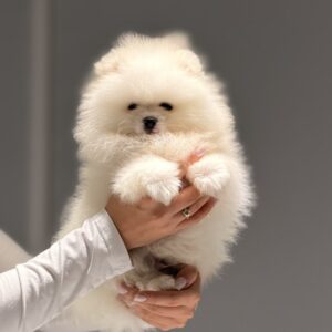 Boss Pomeranian Boss Pomeranian