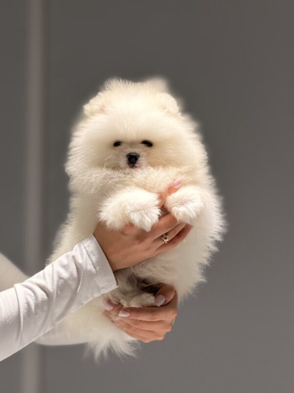 Boss Pomeranian Boss Pomeranian