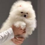 Boss-male-pomeranian-puppy-for-sale-1 (2)