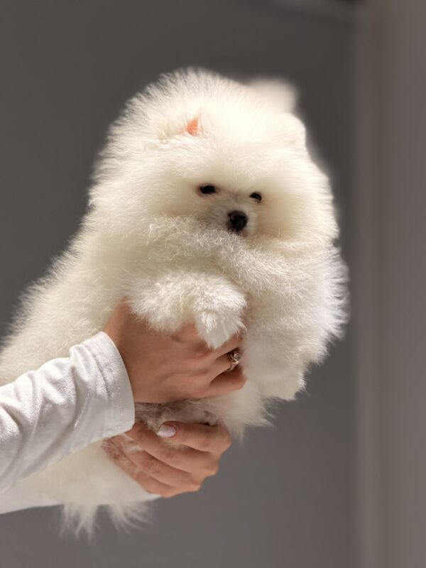 Boss Pomeranian Boss Pomeranian