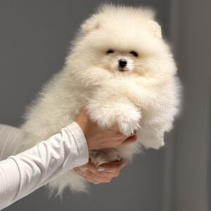 Boss Pomeranian Boss Pomeranian