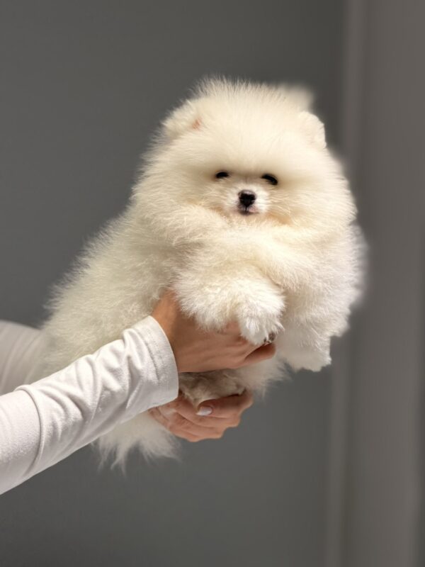 Boss Pomeranian Boss Pomeranian
