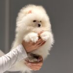 Boss-male-pomeranian-puppy-for-sale-1 (4)