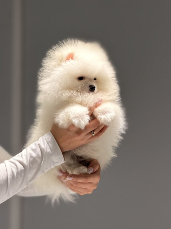 Boss Pomeranian Boss Pomeranian