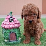Bradley-male-miniature-poodle-puppy-for-sale- (1)
