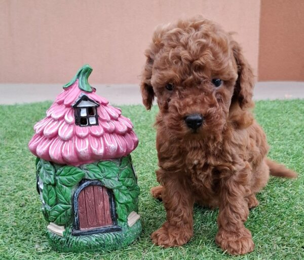 Bradley Miniature Poodle Bradley Miniature Poodle