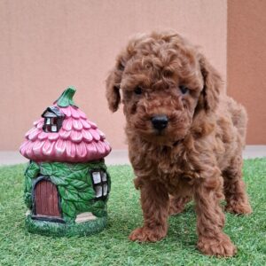 Bradley Miniature Poodle Bradley Miniature Poodle