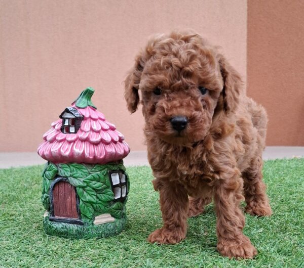 Bradley Miniature Poodle Bradley Miniature Poodle
