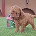 Bradley-male-miniature-poodle-puppy-for-sale- (3)