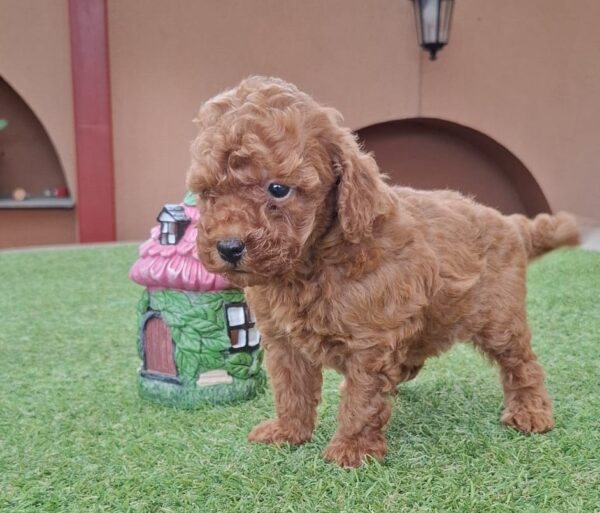 Bradley Miniature Poodle Bradley Miniature Poodle