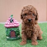 Bradley-male-miniature-poodle-puppy-for-sale- (4)