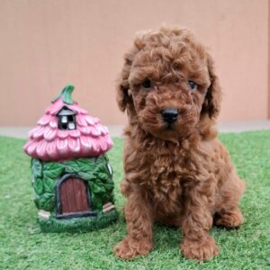 Bradley Miniature Poodle Bradley Miniature Poodle