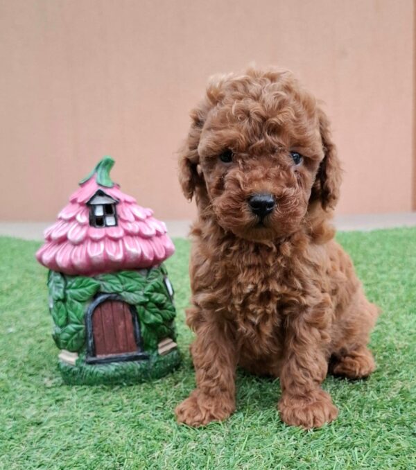 Bradley Miniature Poodle Bradley Miniature Poodle