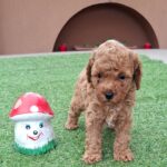 Braxton-male-miniature-poodle-puppy-for-sale- (1)