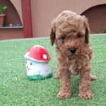 Braxton-male-miniature-poodle-puppy-for-sale- (2)