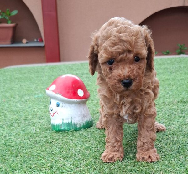 Braxton Miniature Poodle Braxton Miniature Poodle