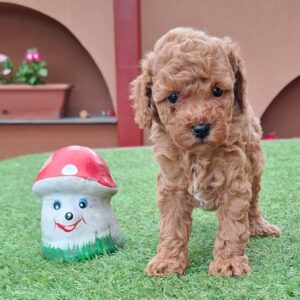 Braxton Miniature Poodle Braxton Miniature Poodle