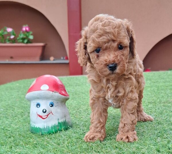 Braxton Miniature Poodle Braxton Miniature Poodle