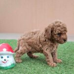 Braxton-male-miniature-poodle-puppy-for-sale- (4)