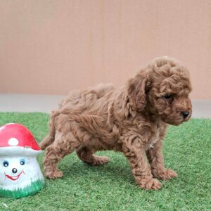 Braxton Miniature Poodle Braxton Miniature Poodle