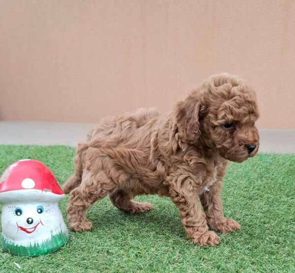 Braxton Miniature Poodle Braxton Miniature Poodle