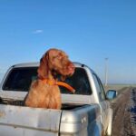 Bruno-male-hungarian-vizsla-puppy-for-sale- (1)