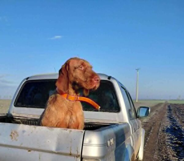 Bruno Hungarian Vizsla Bruno Hungarian Vizsla