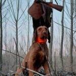 Bruno-male-hungarian-vizsla-puppy-for-sale- (2)