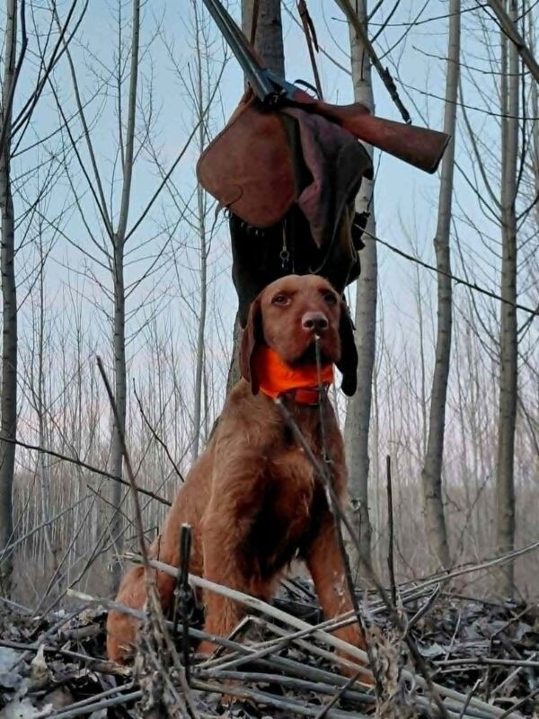 Bruno Hungarian Vizsla Bruno Hungarian Vizsla