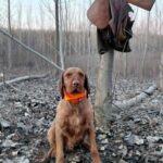 Bruno-male-hungarian-vizsla-puppy-for-sale- (3)
