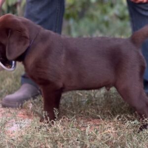 Burton Labrador Retriever Burton Labrador Retriever